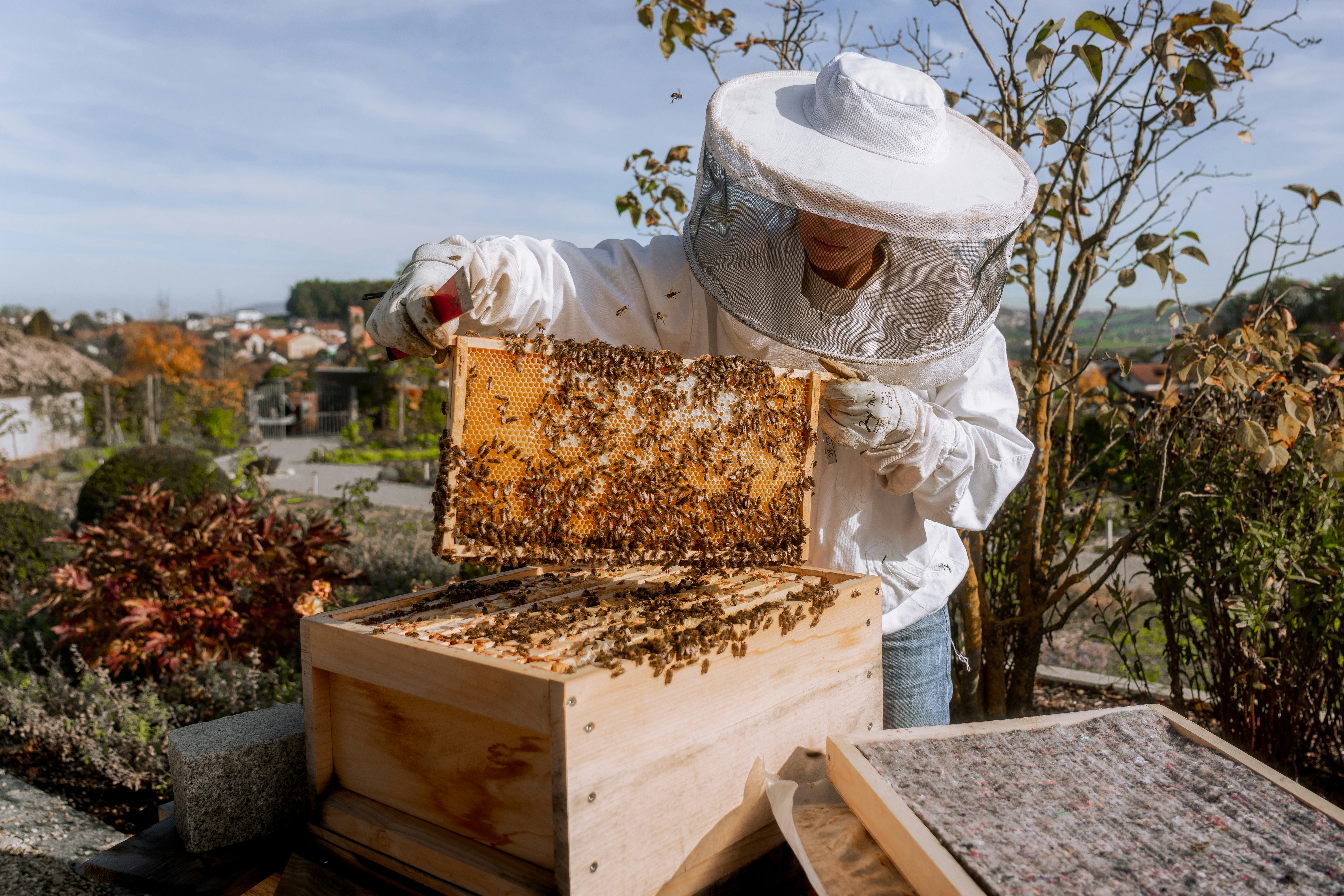 Biologin und Imkerin Julieta kümmert sich bei Rädlinger um die vier Bienenvölker