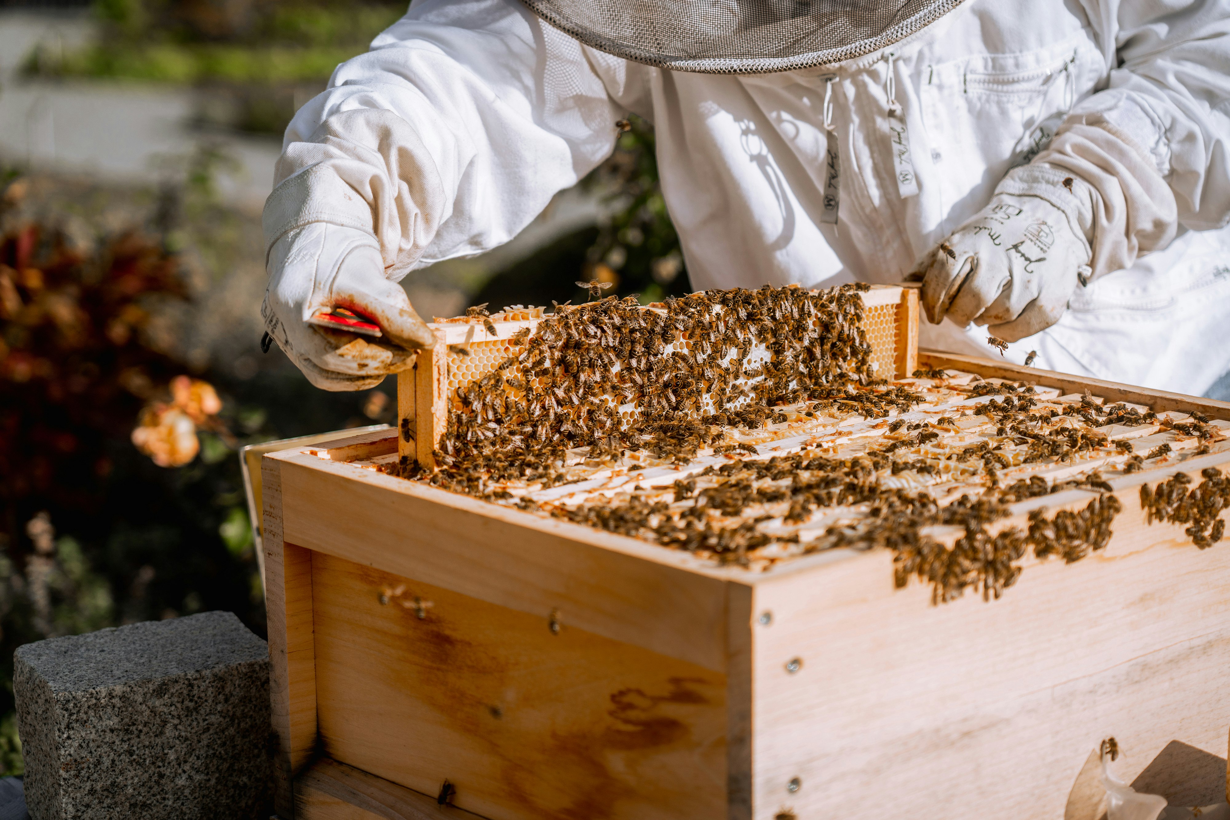 Zuhause für Bienen | Josef Rädlinger Bau