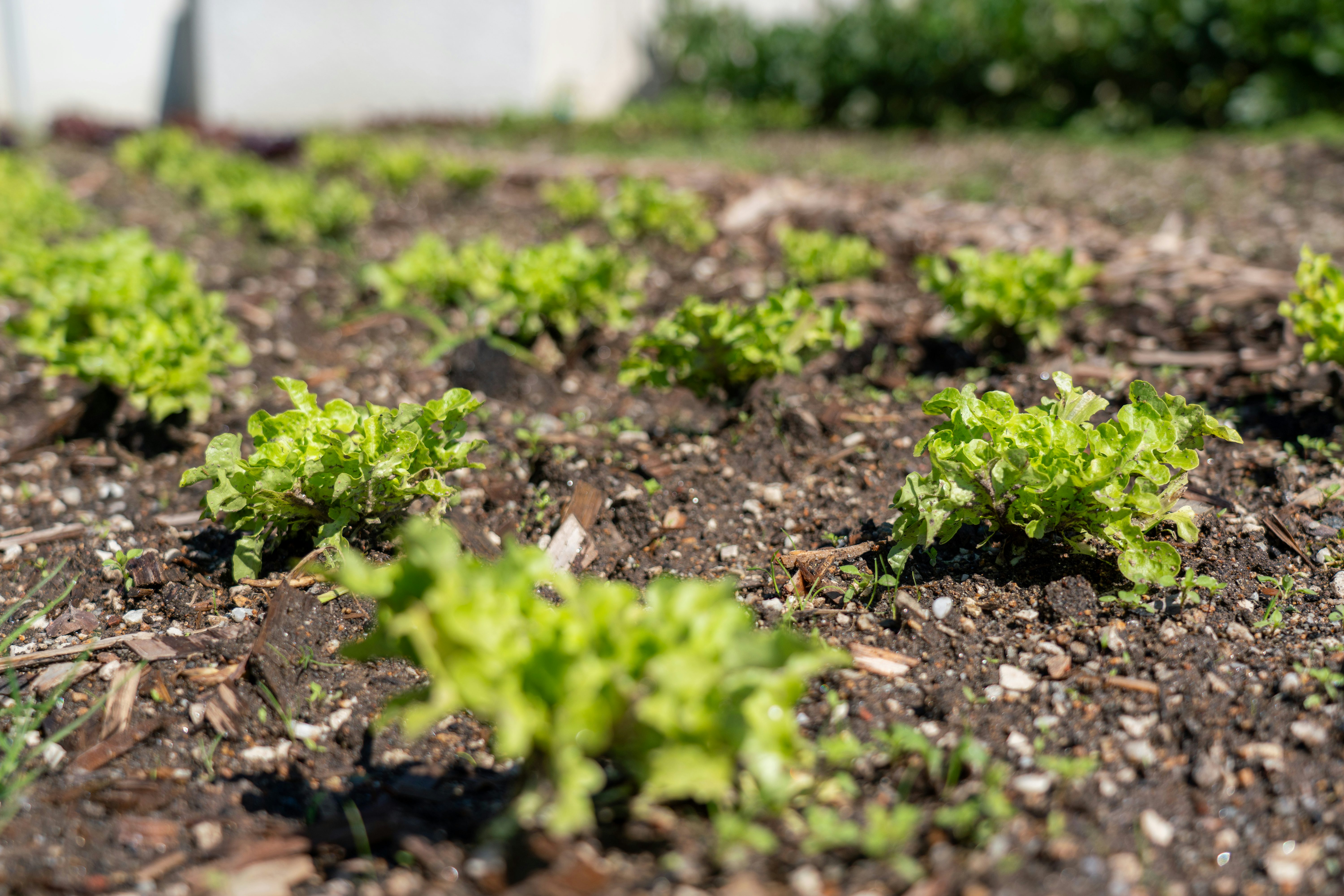 Gemüsegarten am Hauptstandort der Josef Rädlinger Unternehmensgruppe in Cham: Detailaufnahme von Salaten in einem Beet