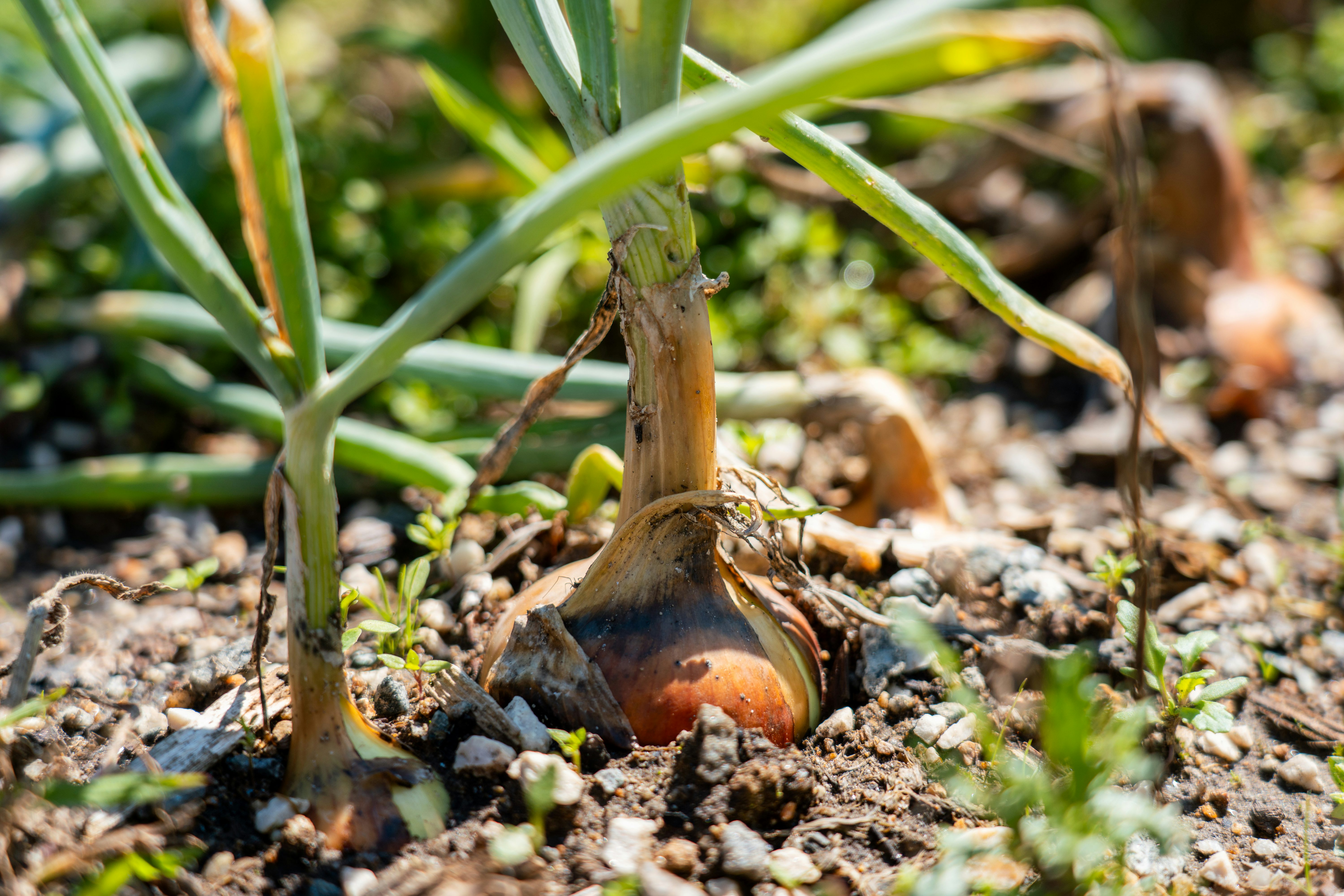 Gemüsegarten am Hauptstandort der Josef Rädlinger Unternehmensgruppe in Cham: Detailaufnahme von Zwiebeln in einem Beet