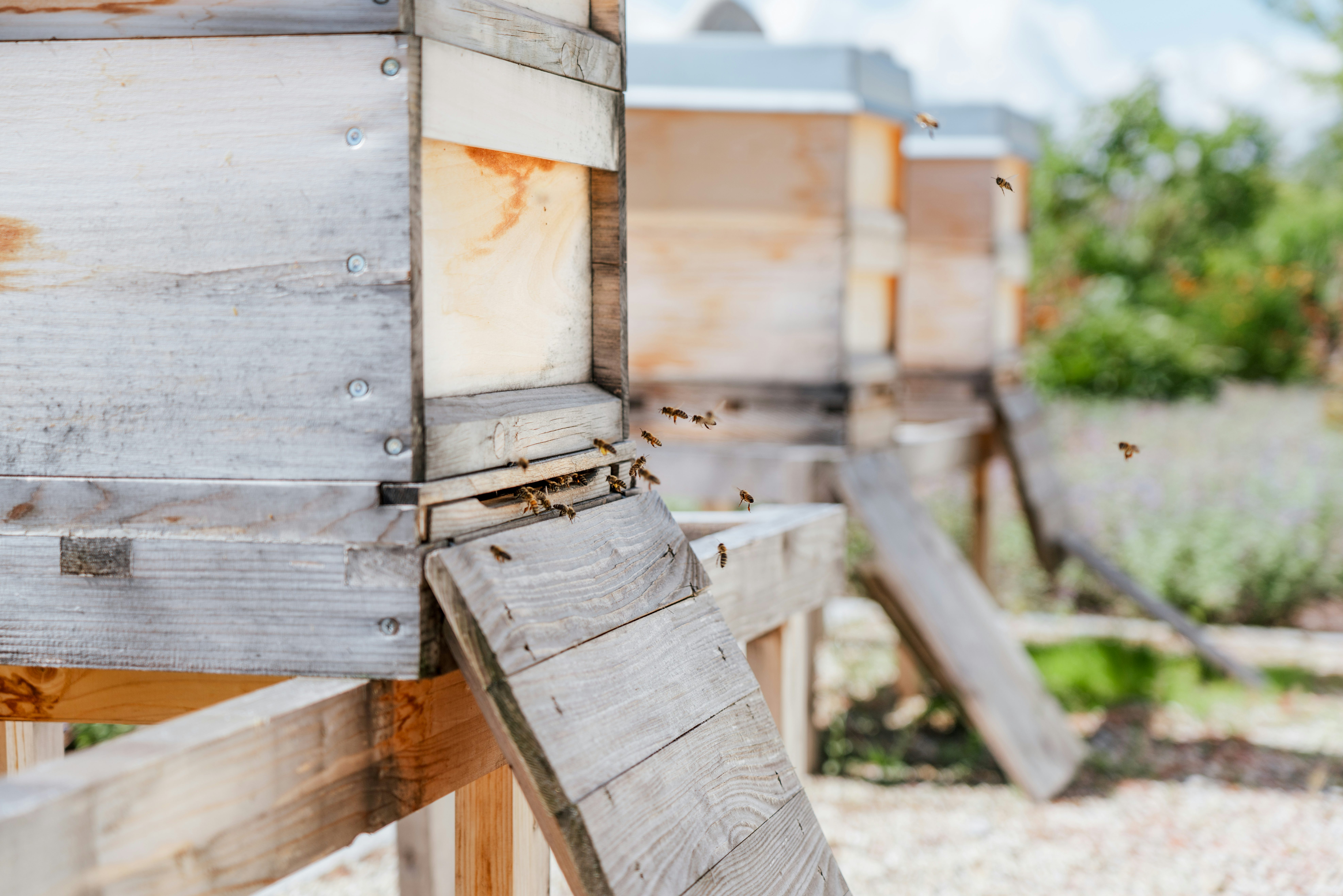 Die Bienenstöcke auf dem Gelände des JR Klostergartens
