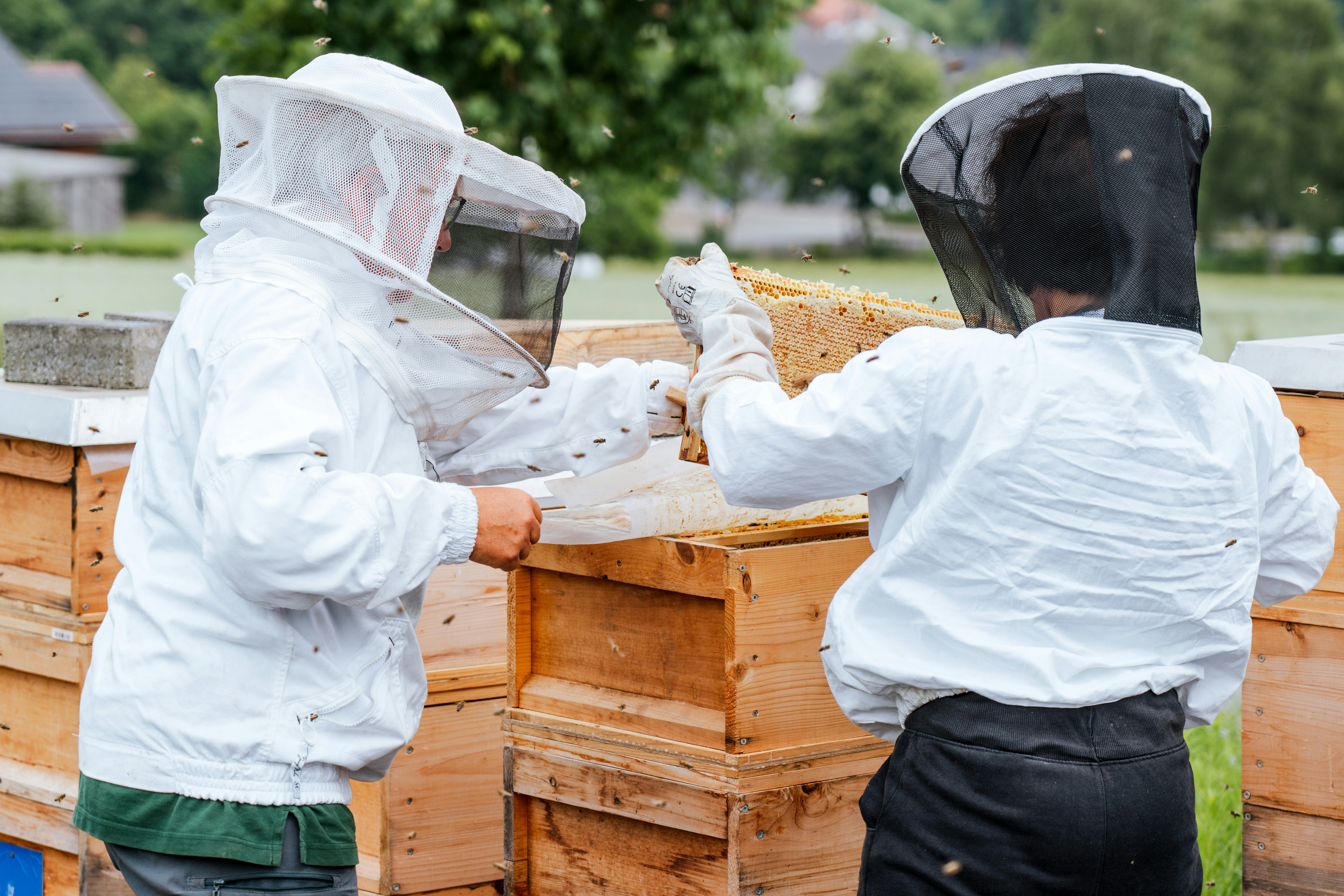 Die Imkerinnen entnehmen vorsichtig die einzelnen Honigwaben aus den Bienestöcken