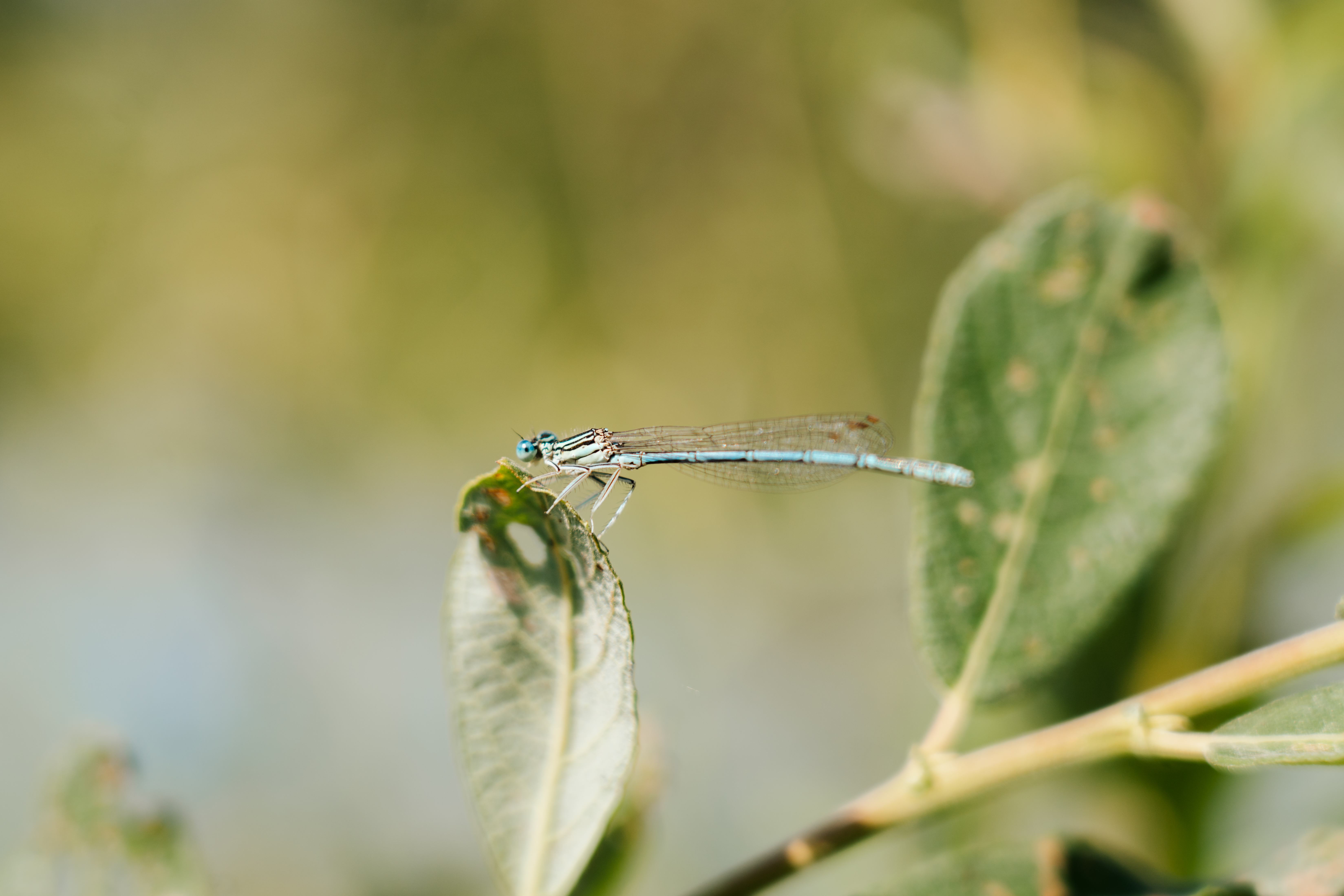 Nahaufnahme einer Königslibelle am Satzdorfer See