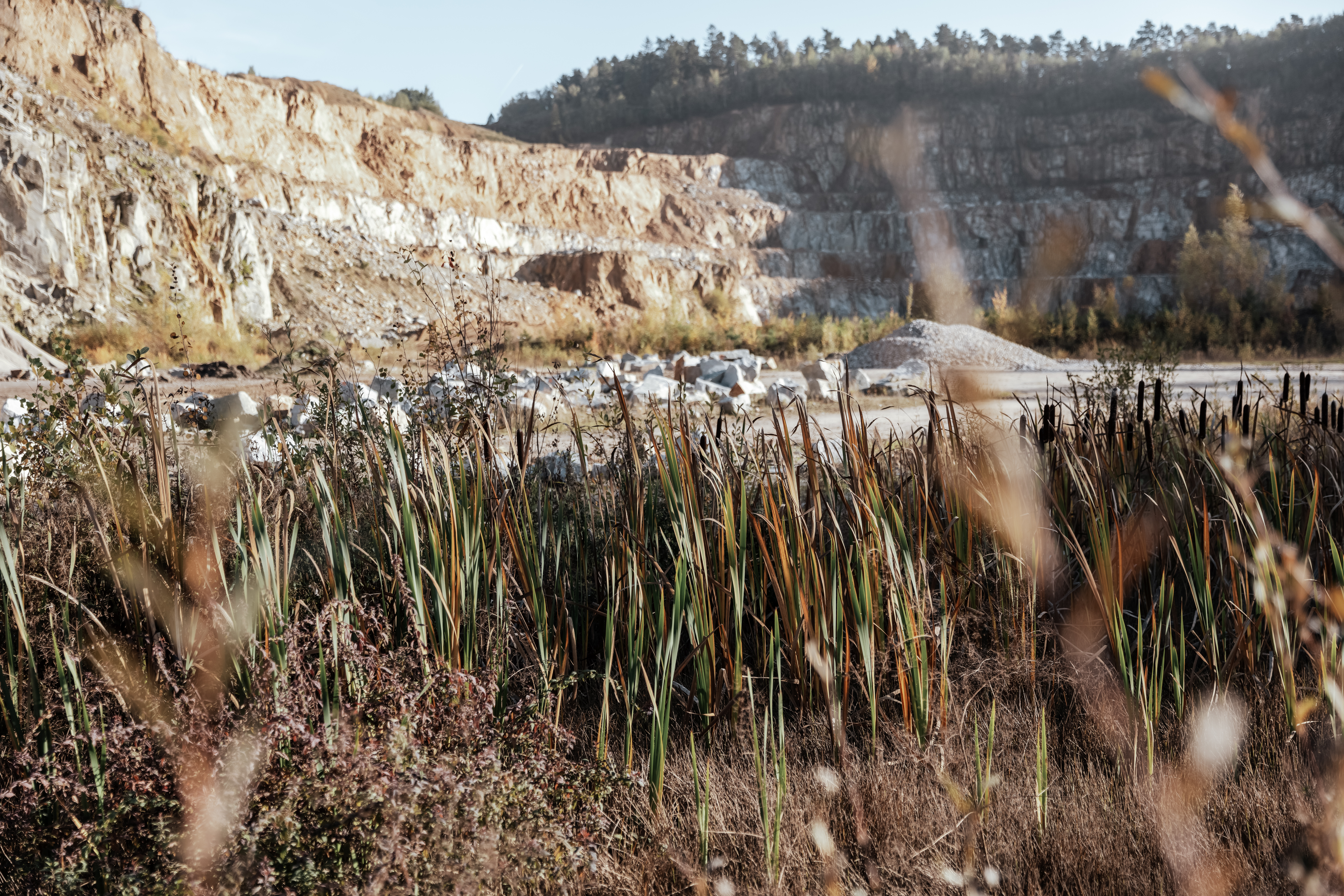 Nahaufnahme von Gräsern im Steinbruch Blauberg, im Hintergrund der Steinbruch