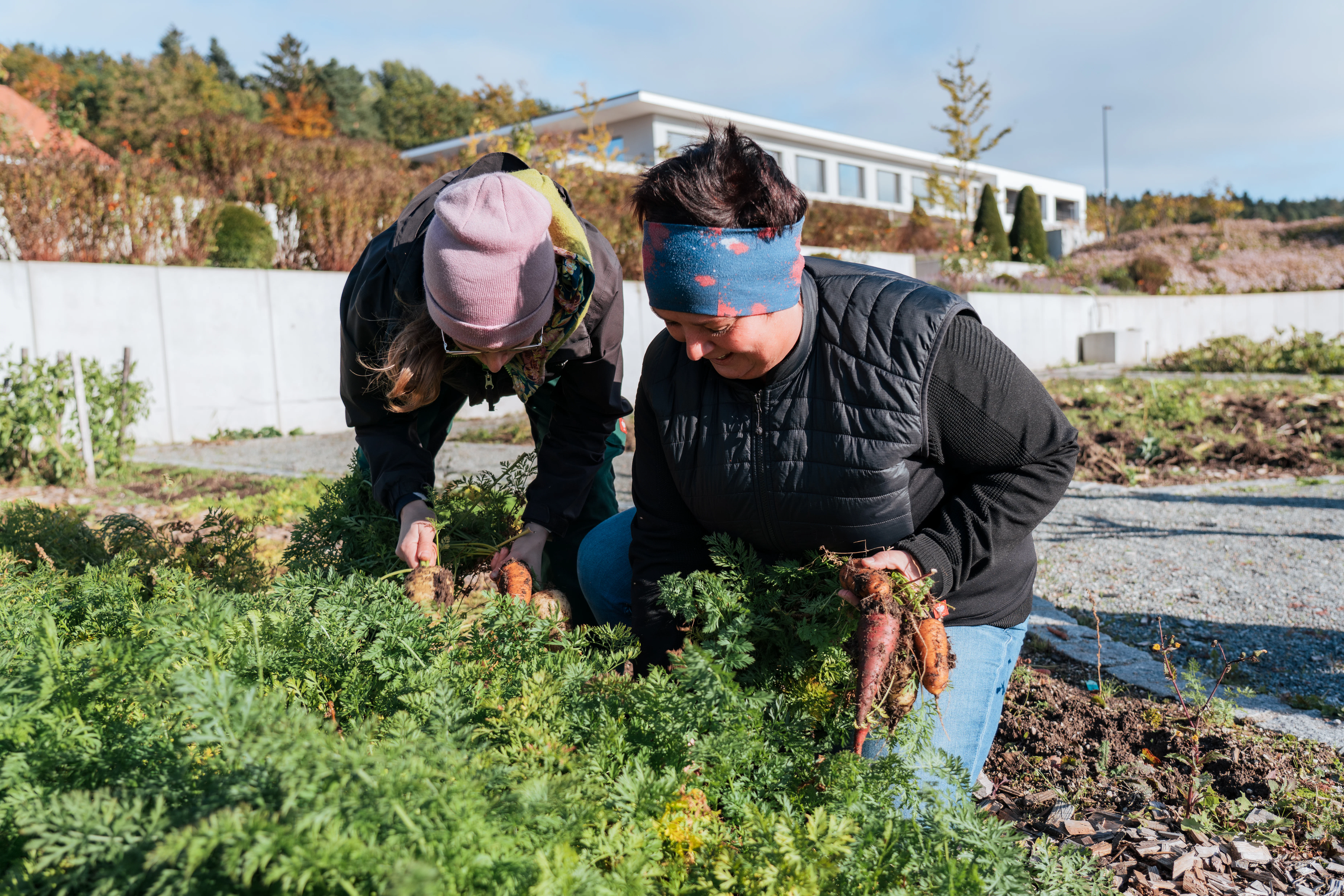 Aufnahme zwei Gärtnerin von JR bei der Karottenernte im Gemüsegarten des 's Kloster