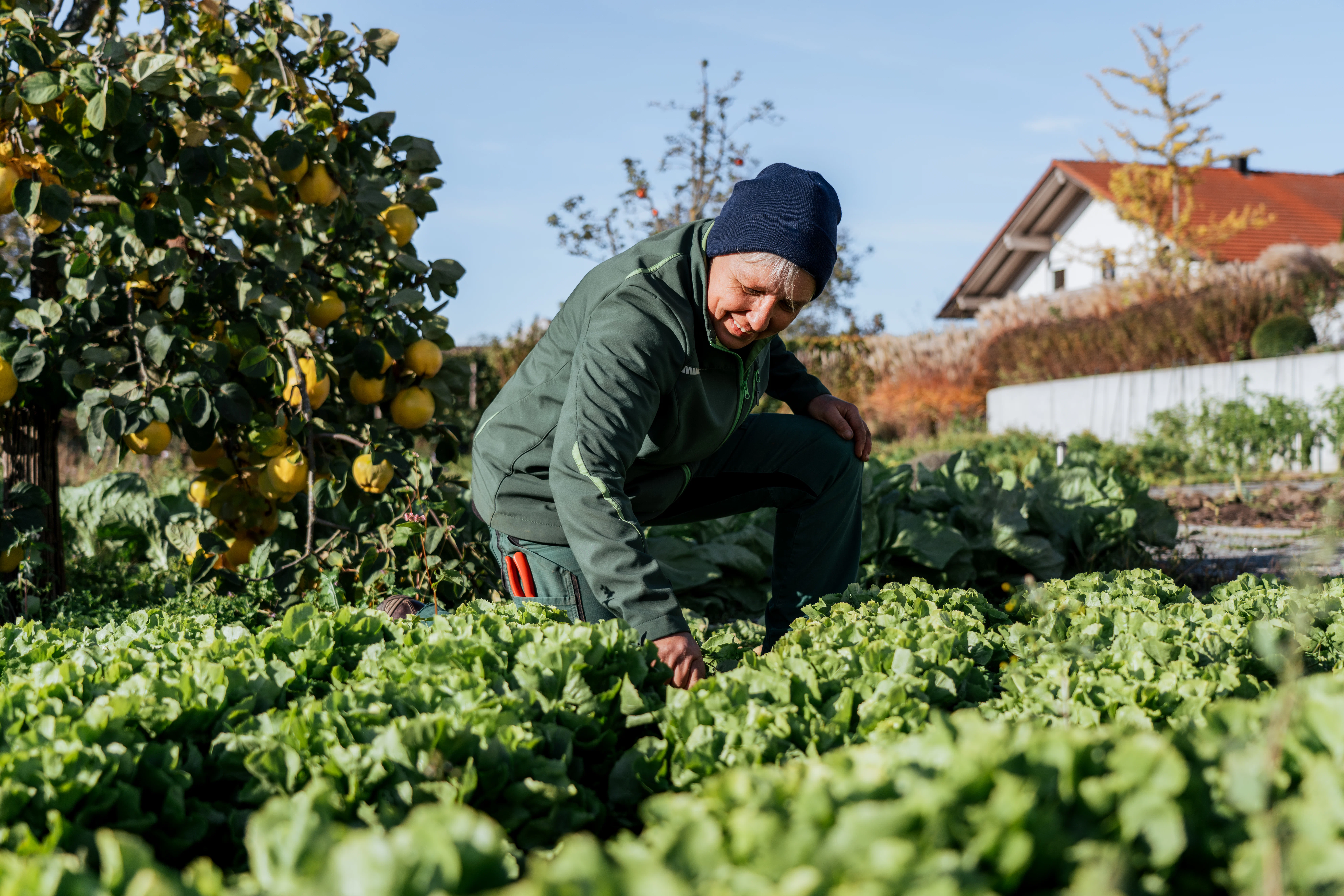 Aufnahme einer Gärtnerin bei der Salaternte im Gemüsegarten des 's Kloster
