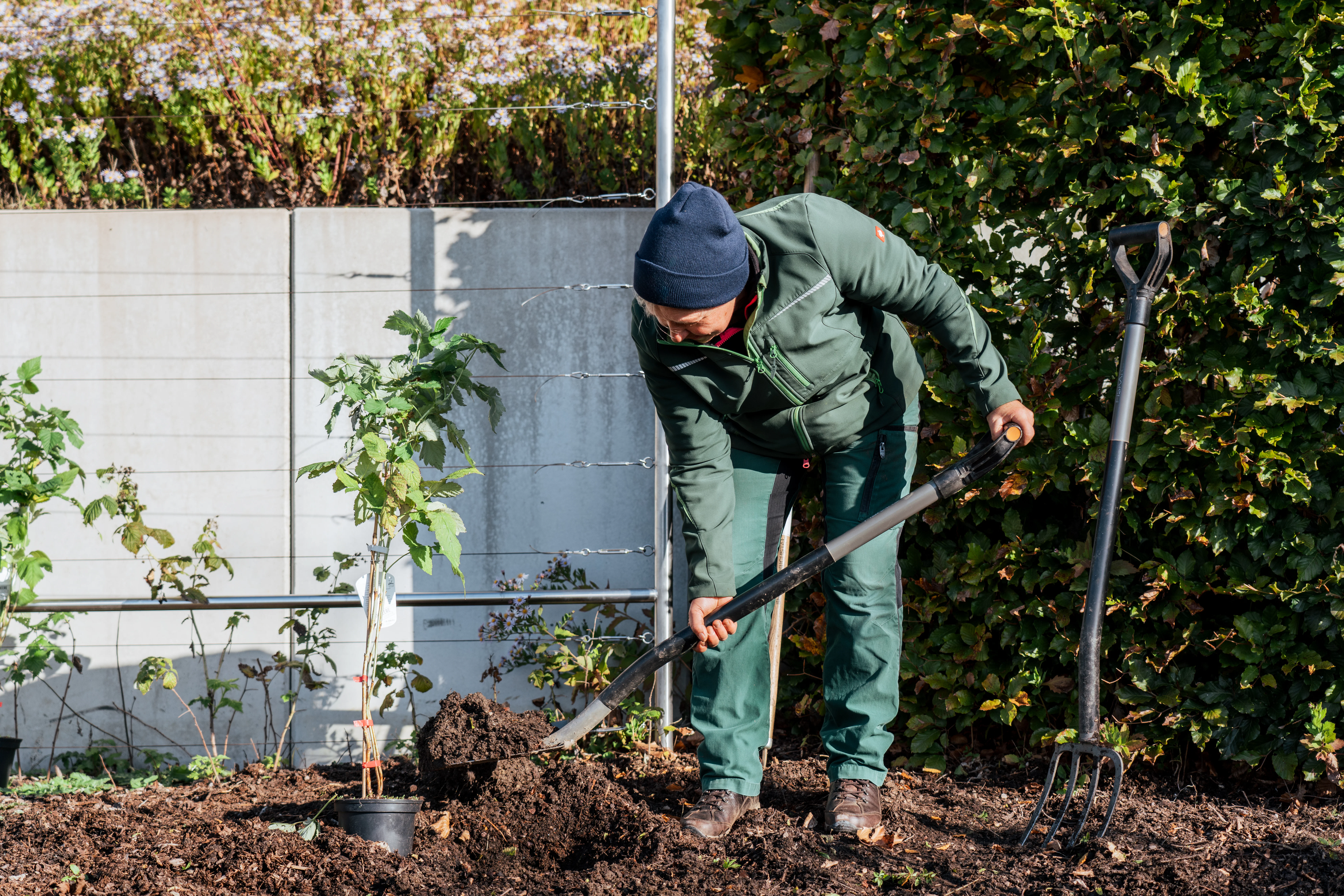 Aufnahme einer Gärtnerin beim Eingraben einer Tomatenpflanze im Gemüsegarten des 's Kloster