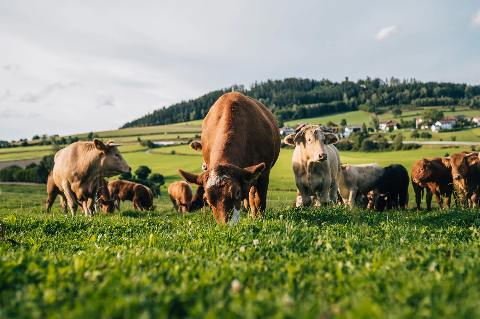 Viele Rinder grasen auf einer grünen Wiese idyllisch.
