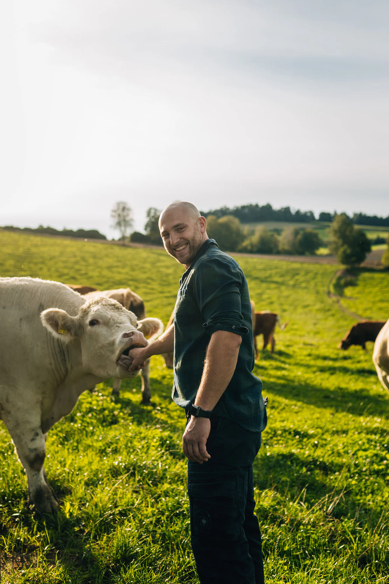 Mann steht fröhlich auf einer Weise und hat Hand im Mund eines Rindes.