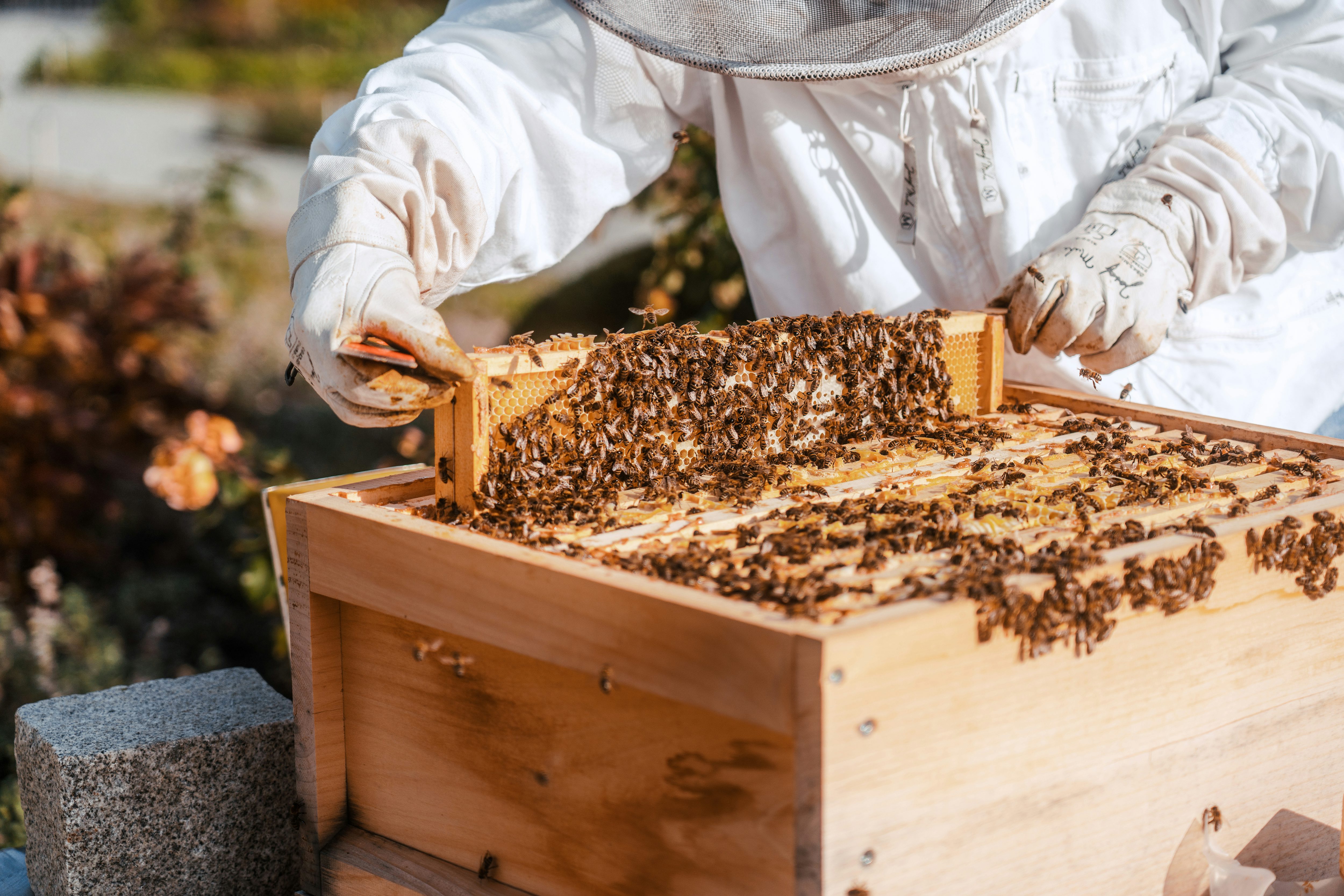 Rädlinger Nachhaltigkeit: Bienenstock Waben