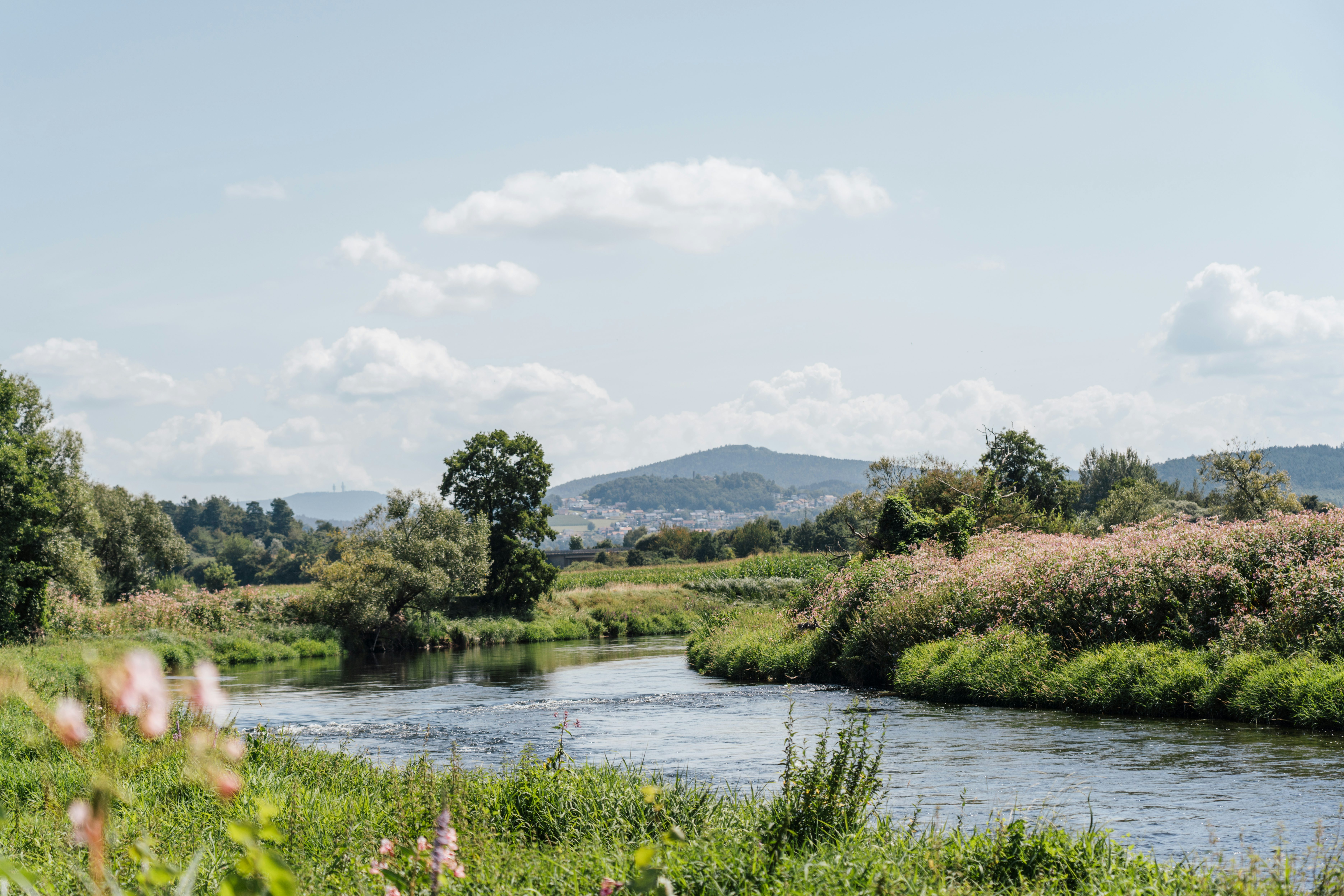 Fluss umgeben von Natur