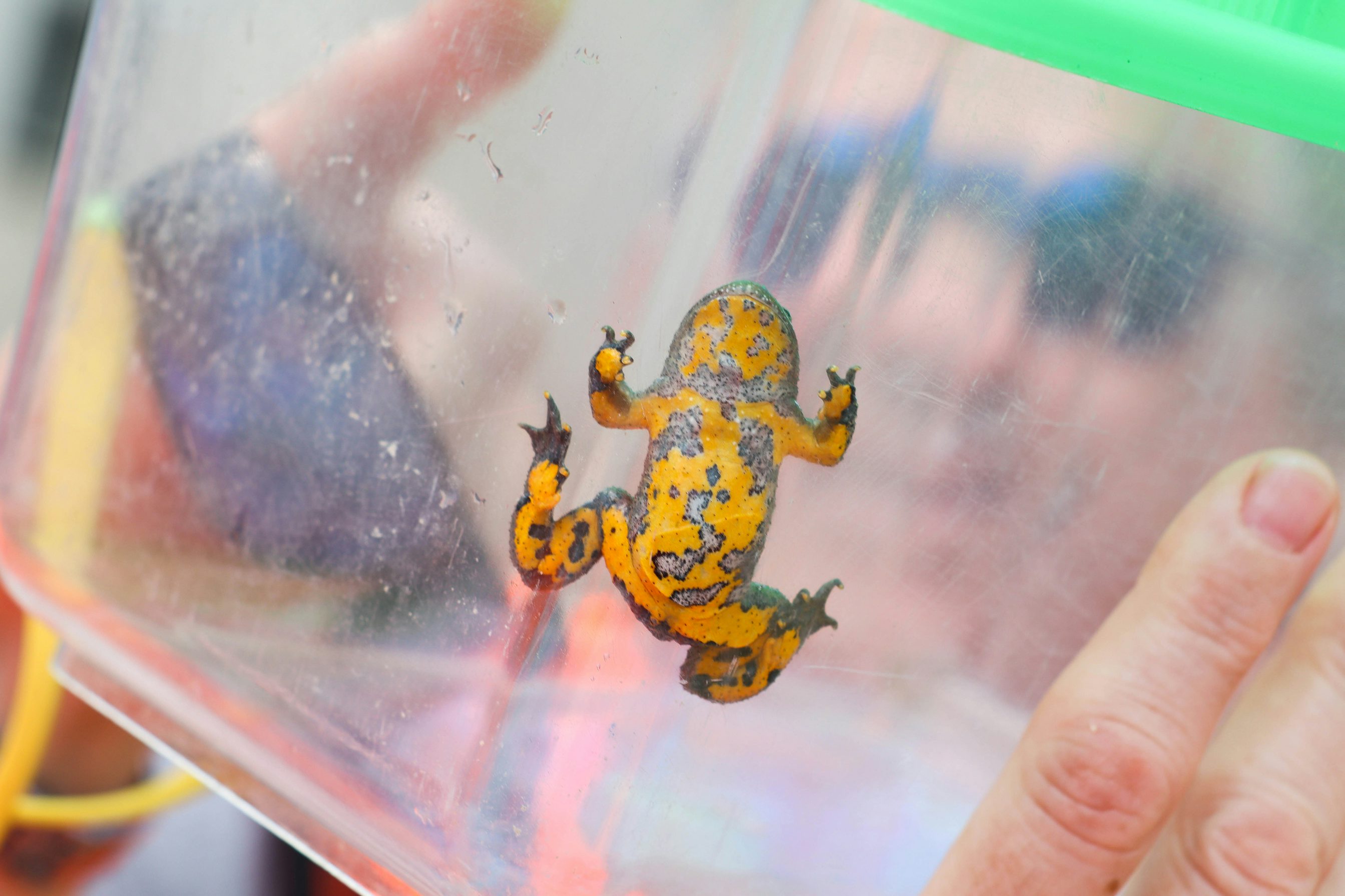 Gelbbauchunke in einem Glasbehälter von unten