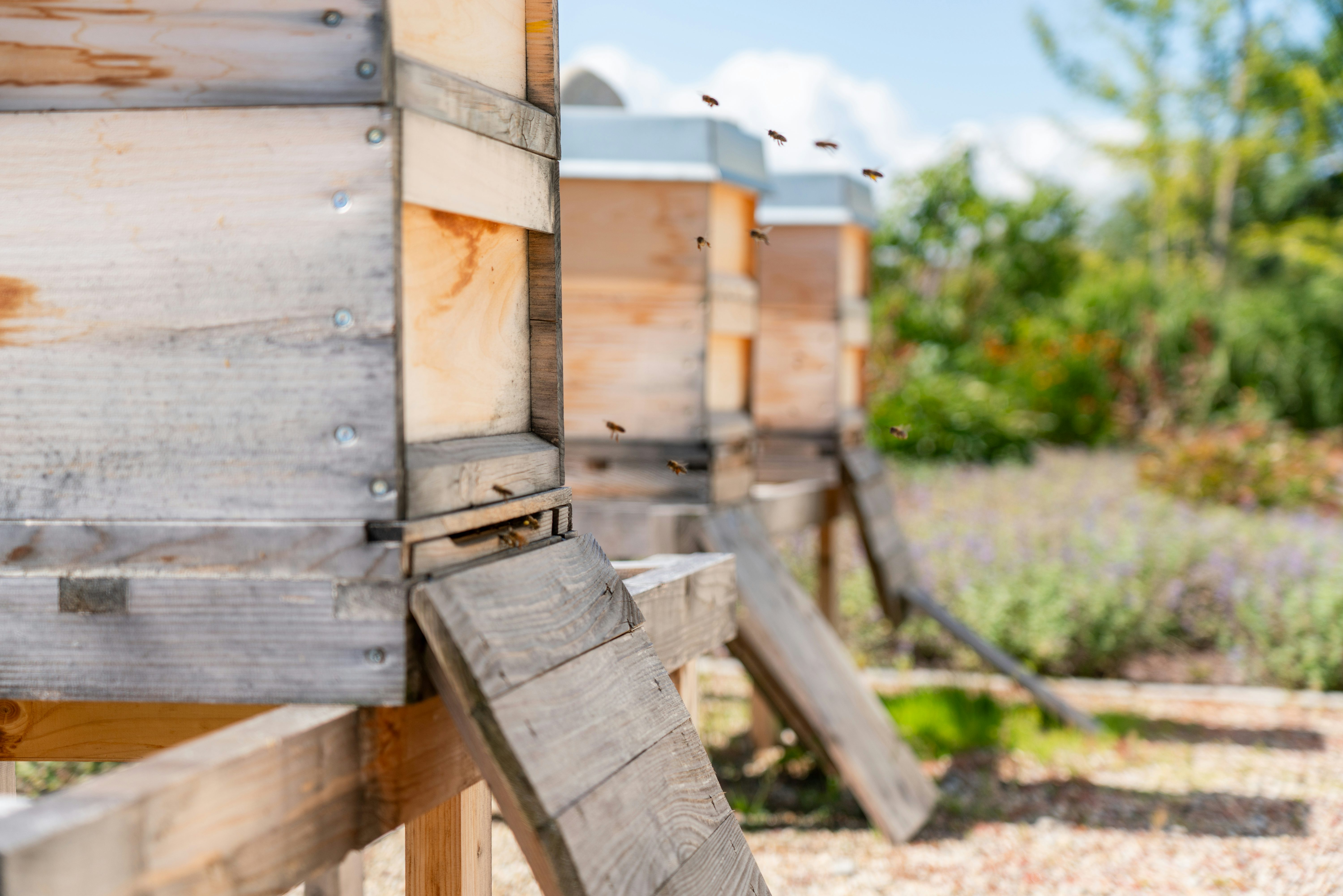 Drei Bienenstöcke im Klostergarten
